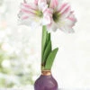 Menu Peaceful Purple Waxed Amaryllis 1 Menu Peaceful Purple Waxed Amaryllis -Gardening Series Store 92443 peaceful purple waxed amaryllis