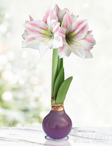 Menu Peaceful Purple Waxed Amaryllis 3 Menu Peaceful Purple Waxed Amaryllis