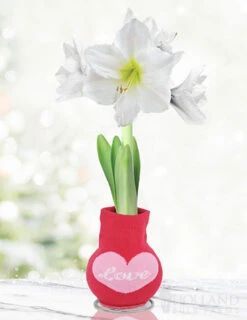 Menu Flower Love Forever Sweater Amaryllis Collection -Gardening Series Store 92444 loving heart sweater amaryllis
