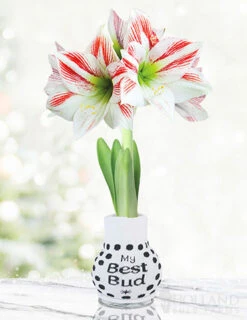 Menu Flower Love Forever Sweater Amaryllis Collection -Gardening Series Store 92445 best bud amorice 1