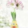 Menu Flower Power Sweater Amaryllis -Gardening Series Store 92448 sunshine daydream apple blossom 1