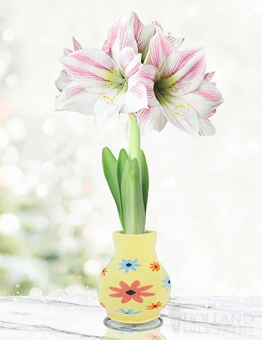 Menu Flower Power Sweater Amaryllis 3 Menu Flower Power Sweater Amaryllis