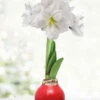 Menu Merry And Bright Waxed Amaryllis -Gardening Series Store 92452 merry and bright
