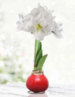 Menu Merry And Bright Waxed Amaryllis
