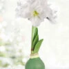 Menu Star Light Waxed Amaryllis -Gardening Series Store 92454 star light