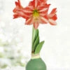 Menu Holiday Traditions Waxed Amaryllis -Gardening Series Store 92457 holiday traditions