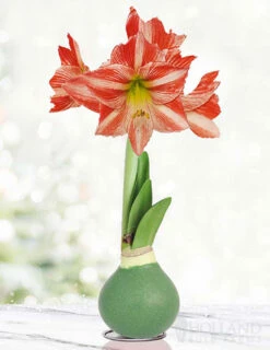 Menu Holiday Traditions Waxed Amaryllis