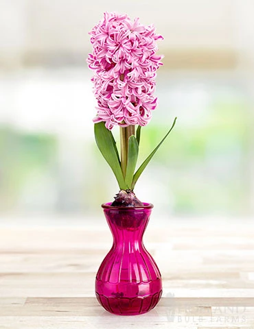 Menu Hyacinth Forcing Kit Collection 4 Menu Hyacinth Forcing Kit Collection - Image 2