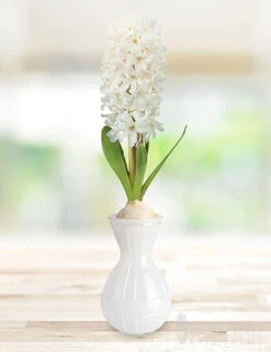 Menu Hyacinth Forcing Kit Collection 12 Menu Hyacinth Forcing Kit Collection -Gardening Series Store 93108 carnegie hyacinth