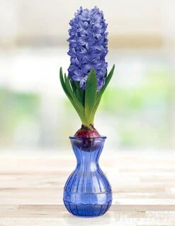 Menu Hyacinth Forcing Kit Collection 14 Menu Hyacinth Forcing Kit Collection -Gardening Series Store 93109 delft blue hyacinth 2