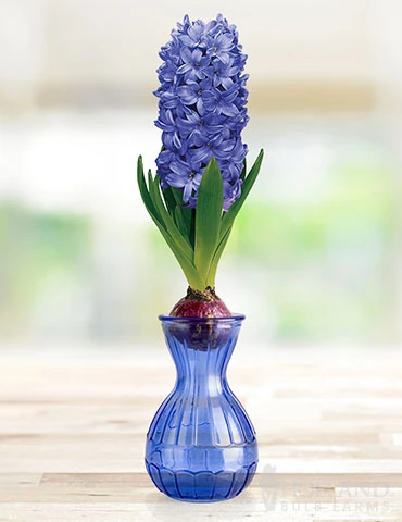 Menu Hyacinth Forcing Kit Collection 8 Menu Hyacinth Forcing Kit Collection - Image 6