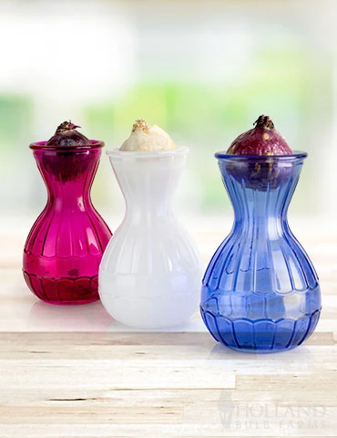 Menu Hyacinth Forcing Kit Collection 3 Menu Hyacinth Forcing Kit Collection