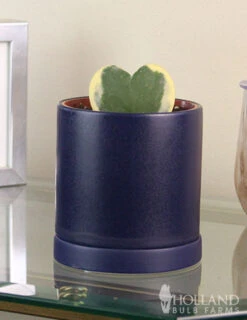 Menu Hoya Sweetheart Houseplant