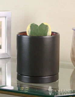 Menu Hoya Sweetheart Houseplant -Gardening Series Store 95000 hoya sweetheart houseplant 4