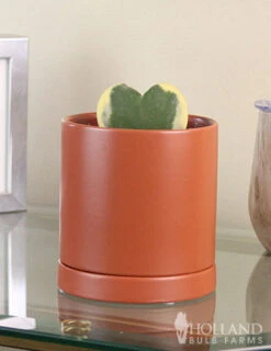 Menu Hoya Sweetheart Houseplant -Gardening Series Store 95000 hoya sweetheart houseplant 5