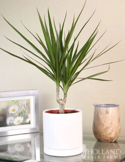 Menu Dracaena Marginata Cane Houseplant -Gardening Series Store 95001 dracaena marginata cane houseplant 6