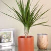 Menu Dracaena Marginata Cane Houseplant -Gardening Series Store 95001 dracaena marginata cane houseplant 7