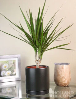 Menu Dracaena Marginata Cane Houseplant -Gardening Series Store 95001 dracaena marginata cane houseplant 8