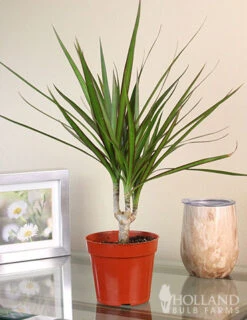 Menu Dracaena Marginata Cane Houseplant -Gardening Series Store 95001 dracaena marginata cane houseplant 9