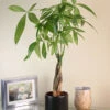 Menu Braided Money Tree Houseplant -Gardening Series Store 95002 braided money plant 2