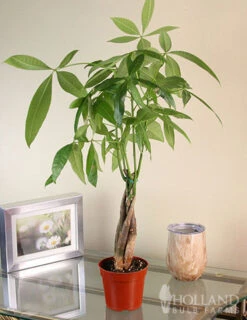 Menu Braided Money Tree Houseplant -Gardening Series Store 95002 braided money plant