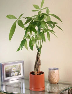Menu Braided Money Tree Houseplant -Gardening Series Store 95002 braided money plant 4