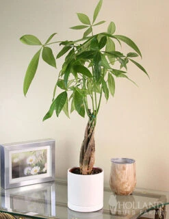 Menu Braided Money Tree Houseplant -Gardening Series Store 95002 braided money plant 5