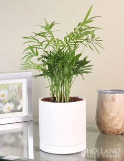Menu Parlor Palm Houseplant -Gardening Series Store 95003 parlor palm houseplant 2