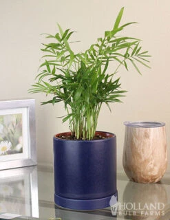 Menu Parlor Palm Houseplant -Gardening Series Store 95003 parlor palm houseplant 3