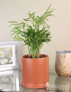 Menu Parlor Palm Houseplant -Gardening Series Store 95003 parlor palm houseplant 4