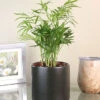 Menu Parlor Palm Houseplant -Gardening Series Store 95003 parlor palm houseplant 5