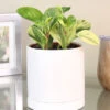 Menu Peperomia Marble Houseplant -Gardening Series Store 95004 peperomia marble houseplant
