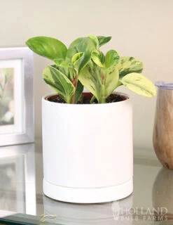 Menu Peperomia Marble Houseplant
