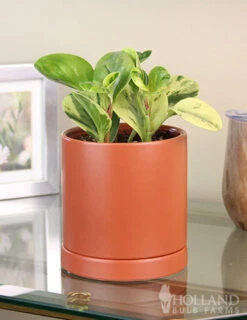 Menu Peperomia Marble Houseplant -Gardening Series Store 95004 peperomia marble houseplant 3