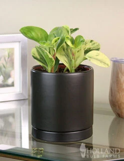 Menu Peperomia Marble Houseplant -Gardening Series Store 95004 peperomia marble houseplant 4