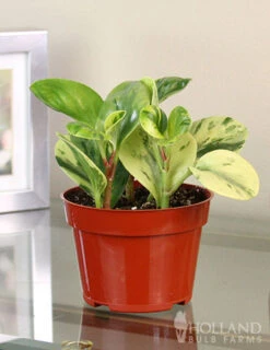 Menu Peperomia Marble Houseplant -Gardening Series Store 95004 peperomia marble houseplant 5