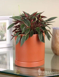 Menu Peperomia Rosso Houseplant -Gardening Series Store 95005 peperomia rosso houseplant 2