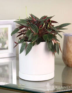 Menu Peperomia Rosso Houseplant -Gardening Series Store 95005 peperomia rosso houseplant 5