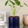 Menu Pilea Chinese Money Plant Houseplant -Gardening Series Store 95006 pilea chinese money plant