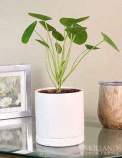 Menu Pilea Chinese Money Plant Houseplant -Gardening Series Store 95006 pilea chinese money plant 2