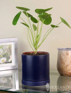 Menu Pilea Chinese Money Plant Houseplant