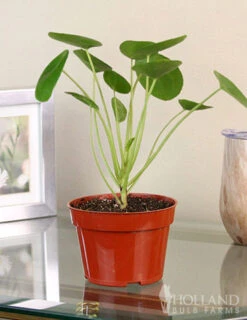 Menu Pilea Chinese Money Plant Houseplant -Gardening Series Store 95006 pilea chinese money plant 4
