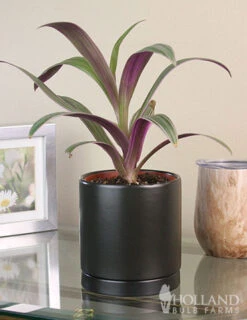 Menu Rhoeo Tricolor Houseplant -Gardening Series Store 95007 rhoeo tricolor houseplant 3