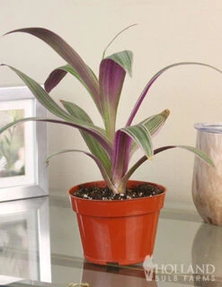 Menu Rhoeo Tricolor Houseplant -Gardening Series Store 95007 rhoeo tricolor houseplant 4