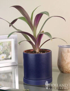 Menu Rhoeo Tricolor Houseplant -Gardening Series Store 95007 rhoeo tricolor houseplant 5