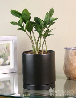 Menu ZZ Plant Houseplant -Gardening Series Store 95008 zz plant 2