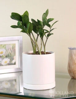 Menu ZZ Plant Houseplant -Gardening Series Store 95008 zz plant