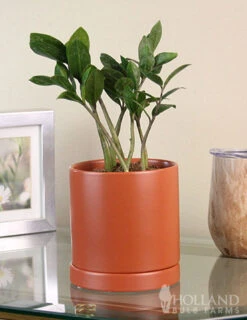 Menu ZZ Plant Houseplant