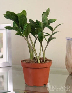 Menu ZZ Plant Houseplant -Gardening Series Store 95008 zz plant 5