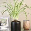 Menu Spider Reverse Variegated Houseplant -Gardening Series Store 95009 spider reverse houseplant 2